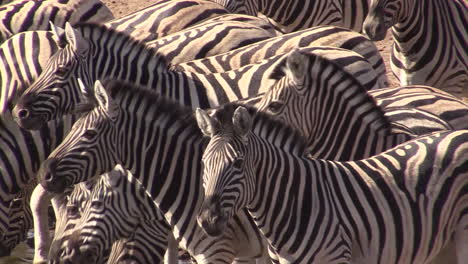 group of plains zebra in one row, drinking