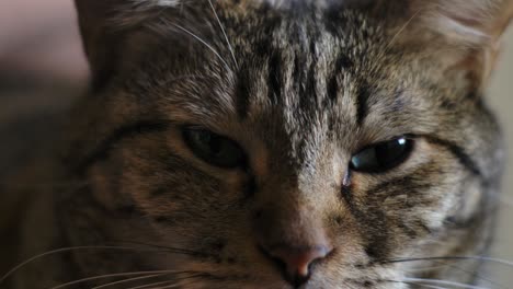 face of a tabby gray cat