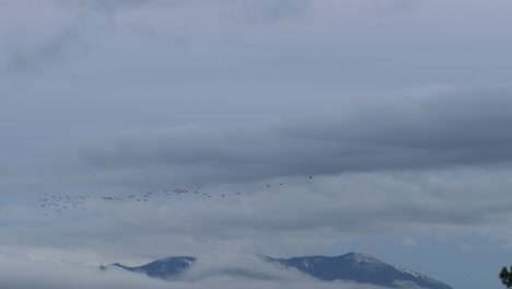 flocks of birds fly in the sky in the cloudy atmosphere