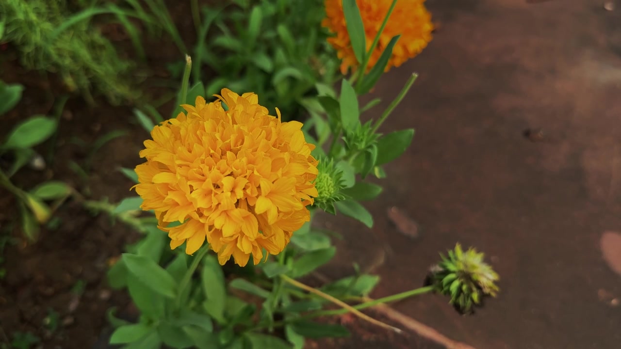 Primo piano di un vivace fiore Solanna Golden Sphere in piena fioritura con boccioli freschi e fogliame verde in un'ambientazione da giardino colorata