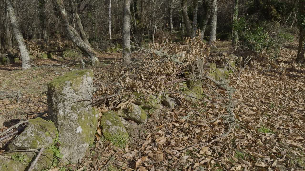 Vecchio muro di pietra muschiosa in una foresta con rami secchi e foglie intorno al sole