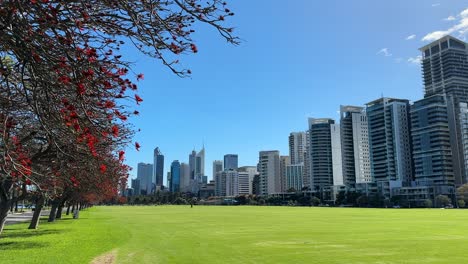 red flame trees bordering and overhanging langley park