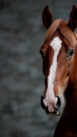 close-up of a brown horse's head