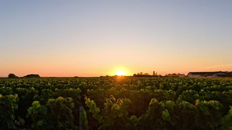 sunset view over lush vineyard landscape