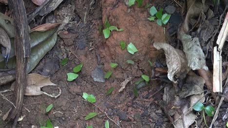 Hormigas-Cortadoras-De-Hojas-Mueven-Hojas-Por-El-Suelo-De-La-Selva-De-Belice