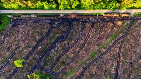 logging site with felled trees and machine tracks cutting through forest clearing