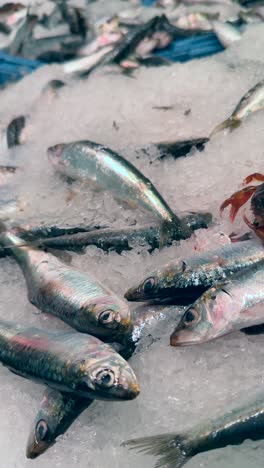 fresh sardines at a market