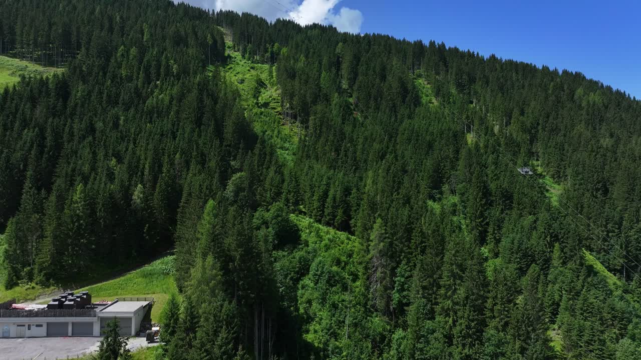 majestuosa vista de frondosos abetos de pie bajo un claro cielo azul