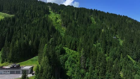 majestic sight of lush fir trees standing tall under a clear blue sky