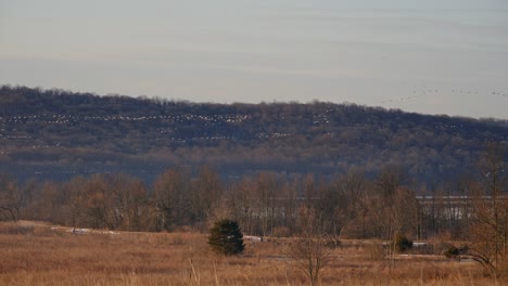 Flocks-of-Snow-Geese-Migrating-North-in-Spring-Stop-for-a-Rest-and-Feed-Before-Continuing-North-in-Organized-Groups