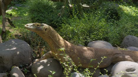 komodo dragon motionless on rocks. static view