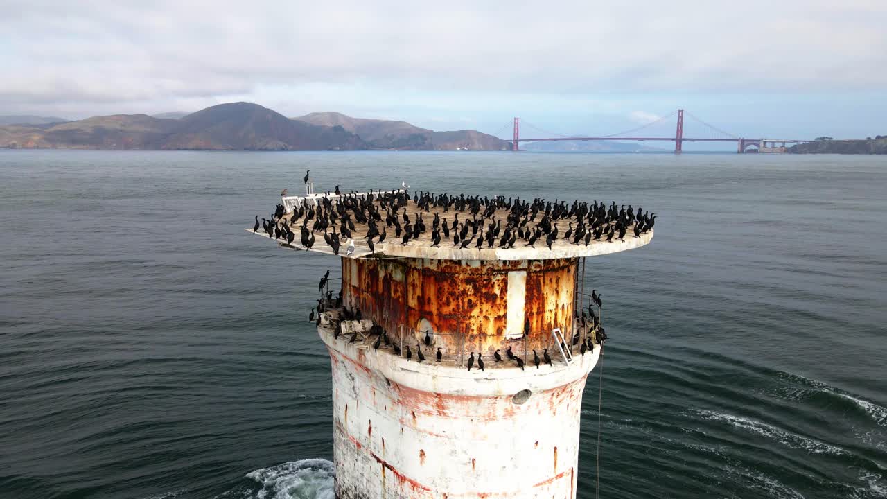 새들로 가득 찬 표지 주변의 공중 전망, 배경에 금문교가 있는 원형, 드론 샷