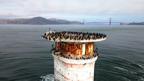 Luftaufnahme-Um-Ein-Leuchtfeuer-Voller-Vögel-Herum,-Mit-Der-Golden-Gate-Bridge-Im-Hintergrund---Kreisend,-Drohnenaufnahme