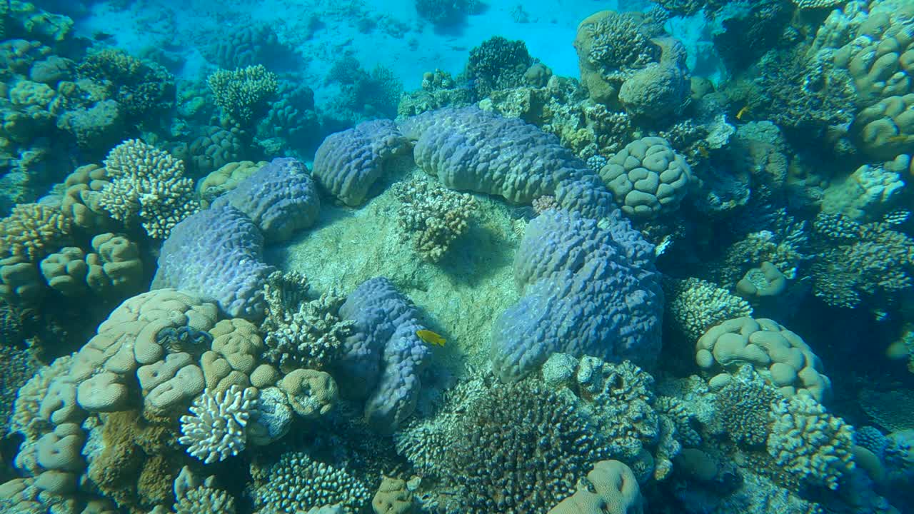 Bellissima barriera corallina tropicale a forma di anello. Telecamera che avanza. Vita sottomarina nell'oceano.