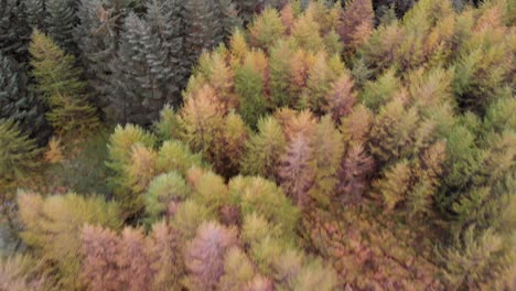 Un-Bosque-En-Las-Montañas-De-Irlanda-Durante-Un-Día-Nublado