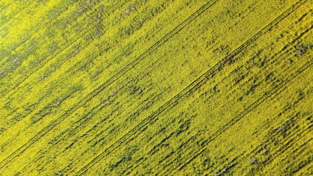 Campi di fiori gialli si estendono nel paesaggio di giorno in una zona rurale, mostrando la bellezza della natura e l'uso agricolo del terreno.