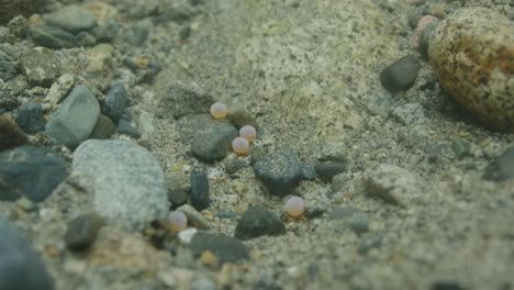 salmon eggs in the substrate of a river in canada