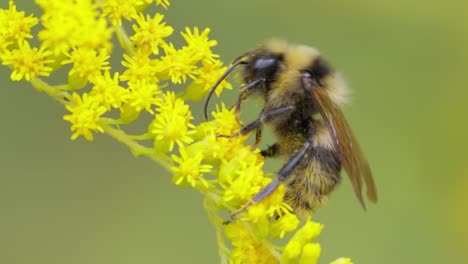 shaggy bumblebee pollinating and collects nectar from the yellow flower of the plant
