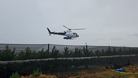 helicopter flying low to dry a cherry orchard crop in the rain