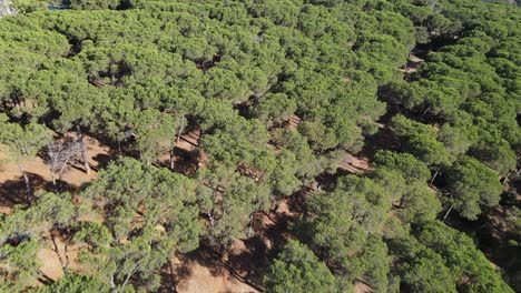 Drone-Aéreo-Del-Parque-Natural-Del-Bosque