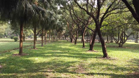 escena del parque con hierba verde exuberante y árboles