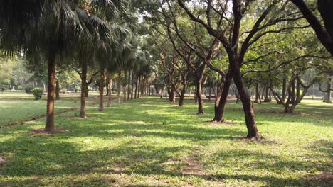 park scene with lush green grass and trees