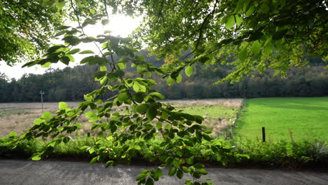 lush green leaves of trees blowing in the wind at ravensdale forest park in louth, ireland