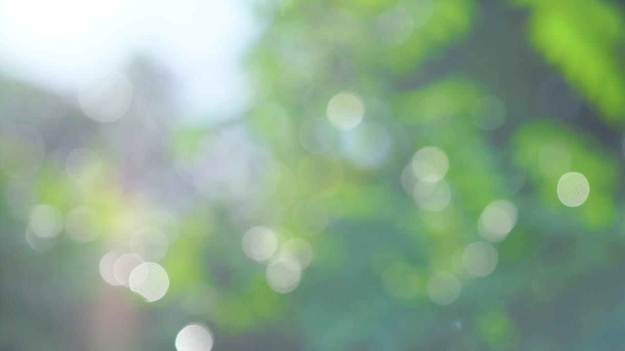 belleza bokeh borroso y luces fuga de fondo de bosque tropical natural. con los sonidos de la naturaleza