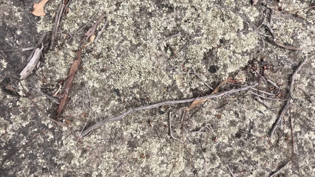 나가지가 있는 바위 위의 리의 클로즈업