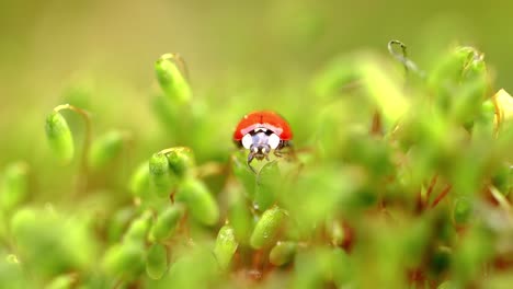 close-up de la vida silvestre de una mariquita en la hierba verde en el bosque