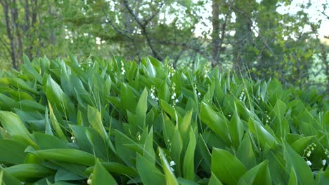 Maiglöckchen-Blumen-Wald-Wiese