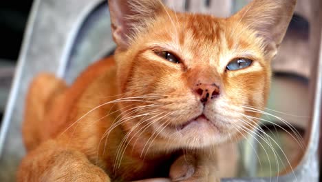 un lindo gato amarillo parpadea