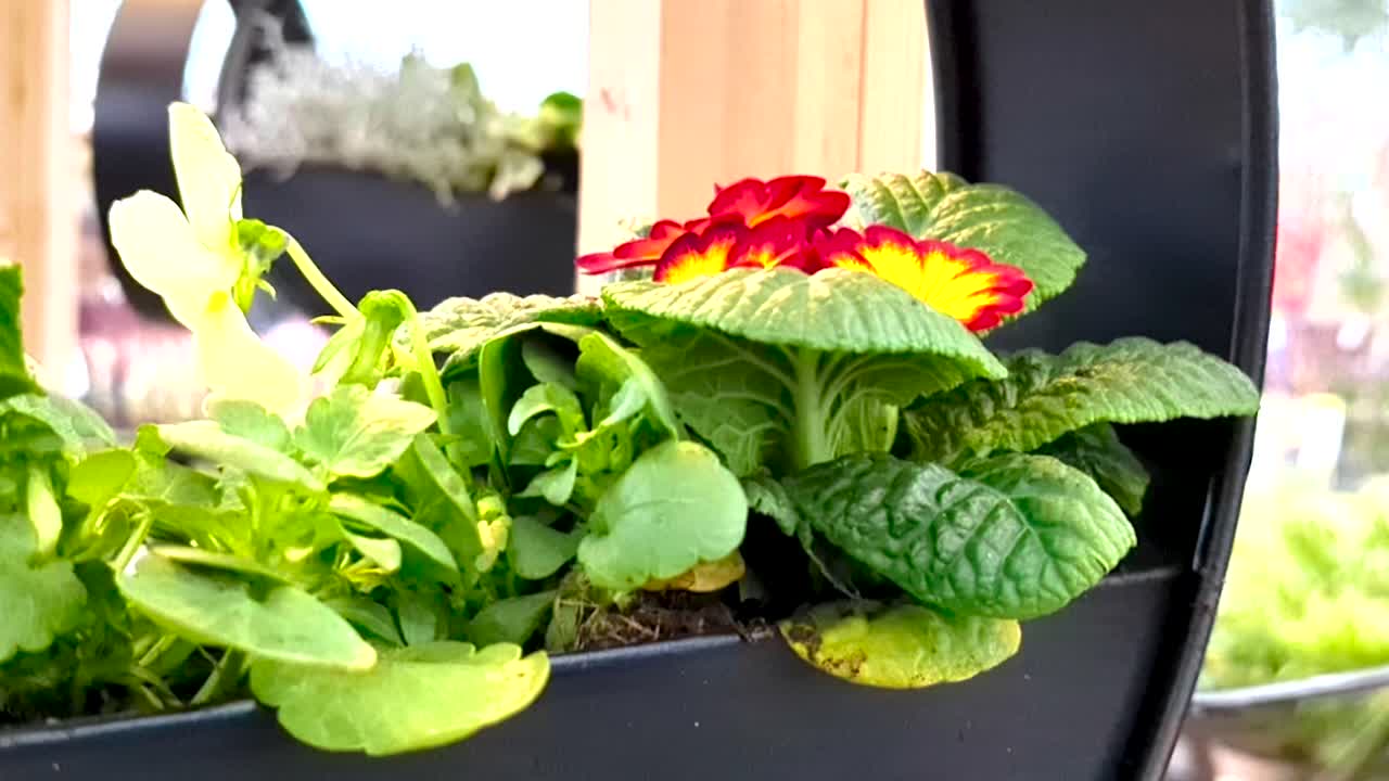 flores de prímula en el bridgemere garden centre, nantwich, reino unido