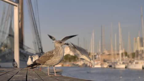 bandada de gaviotas volando a cámara lenta mientras uno se para en el puerto marítimo de cubierta de madera en primer plano