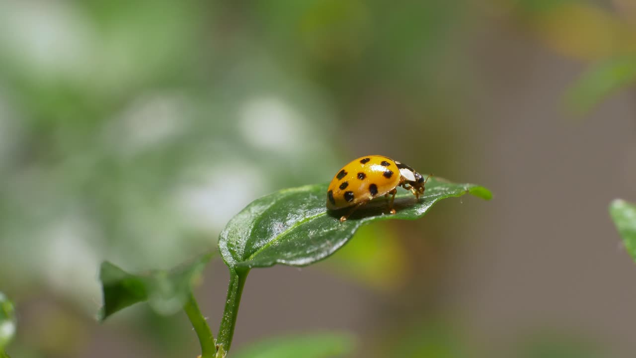 Beneficial Ladybug on Green Chili Plan