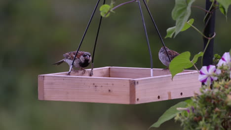 Kleiner-Vogel,-Der-In-Maine-Auf-Einem-Tablett-Feeder-Frisst