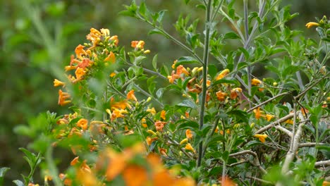 small hummingbird eating the nectar and flying around colorful flowers