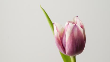 timelapse of pink tulip flowers blossoming.