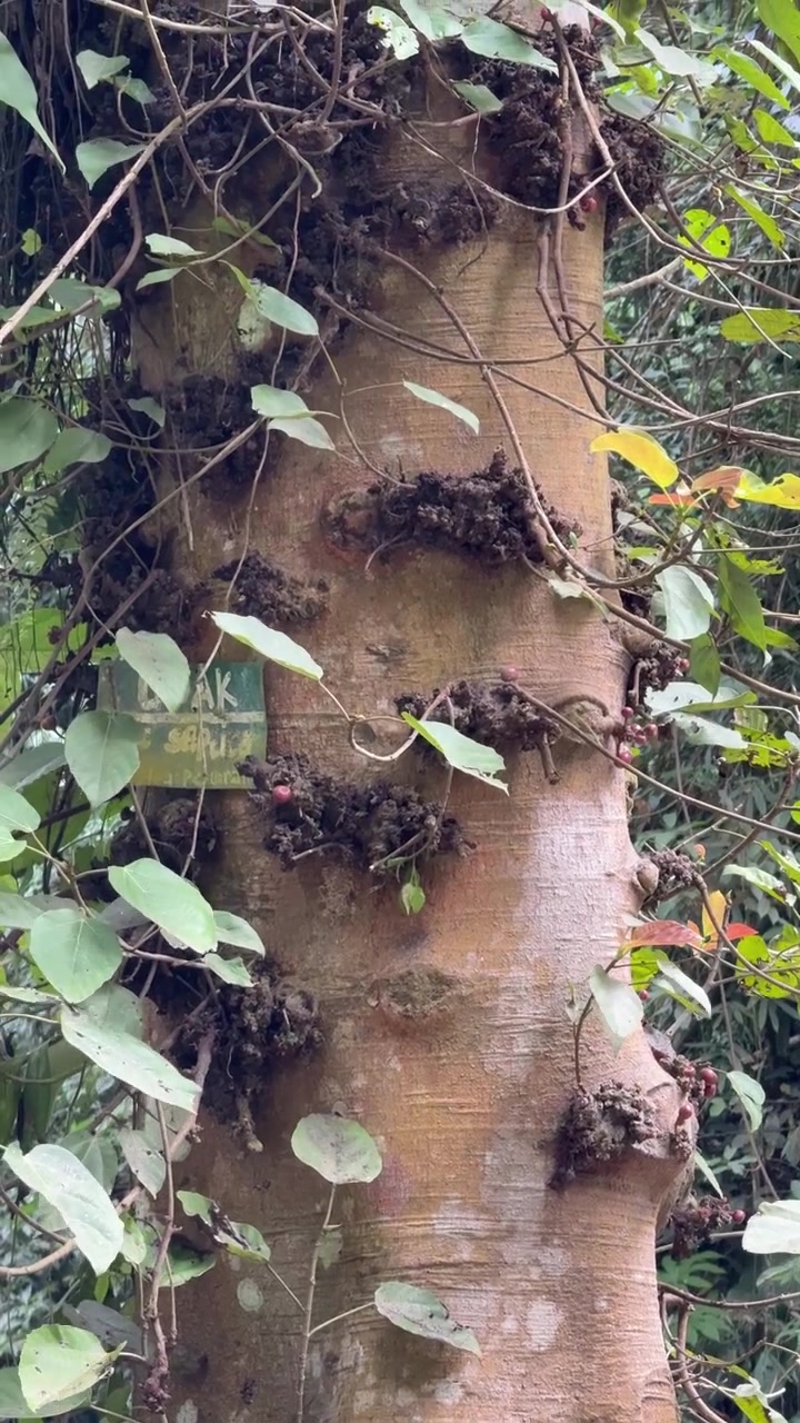 Close-up of a Tree Trunk with Fruit Clusters in a Tropical Forest