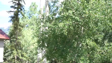forest pine and aspen trees with sun in the backdrop