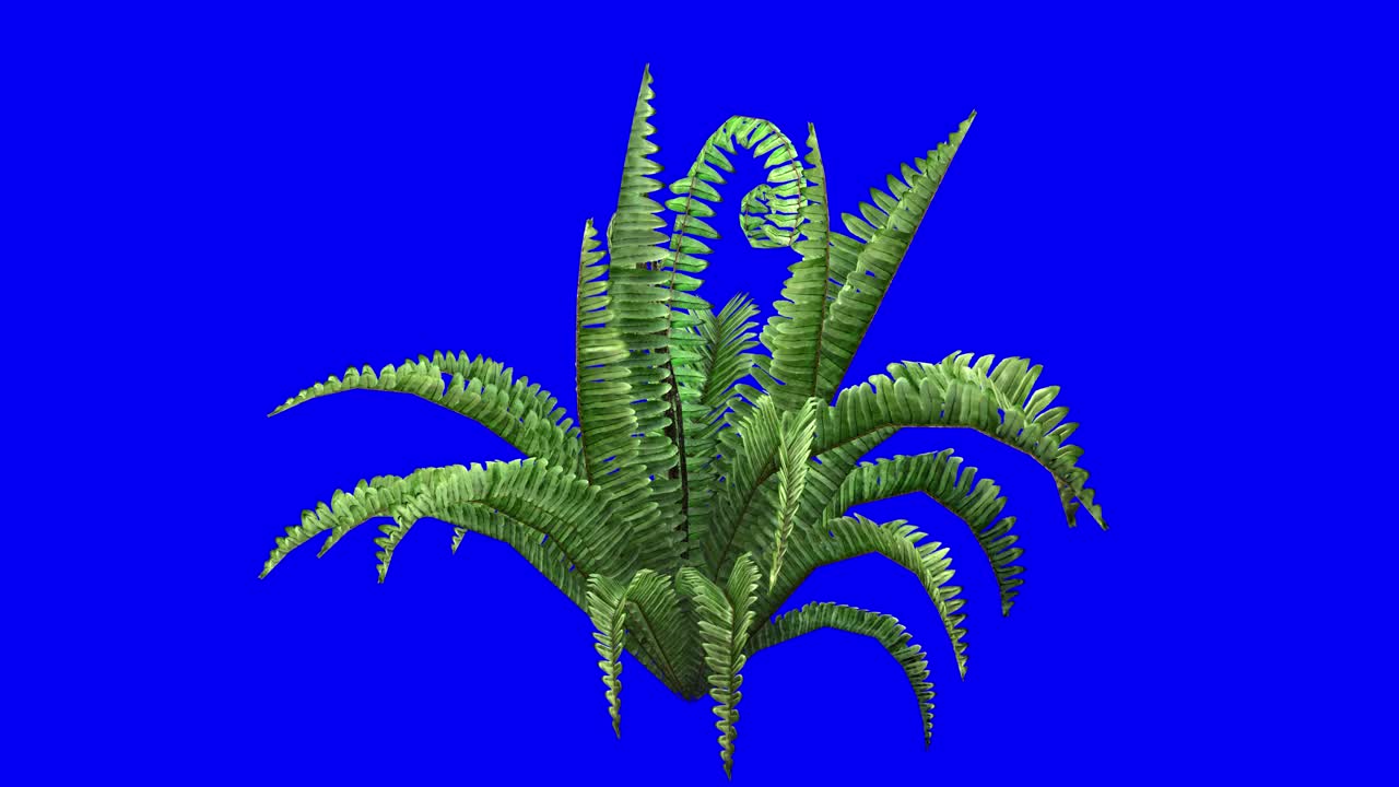 3d boston fern plant with wind effect on blue screen 3d animation ...