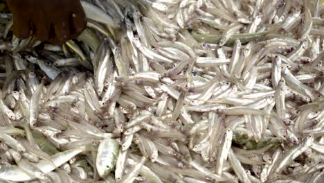 Fresh-Anchovy-fish-shuffling-in-Fish-harbour