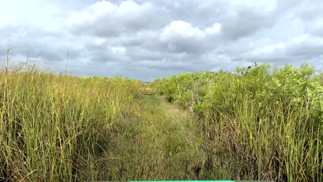 airboat rides through a swamp in the everglades