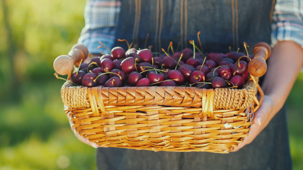 l'agricoltore tiene un cesto con ciliegie e frutta fresca della fattoria