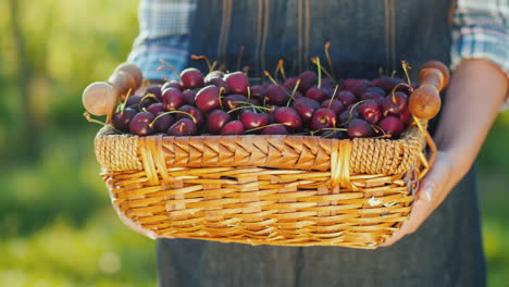 Bauer-Hält-Korb-Mit-Kirschen-Frisches-Obst-Vom-Bauernhof