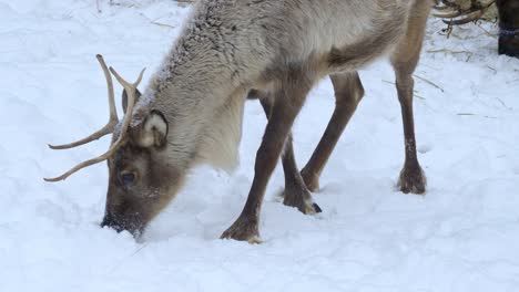 Rentiere-Auf-Der-Suche-Nach-Nahrung-Unter-Dem-Schnee-In-Einem-Wald-Von-Skandinavien