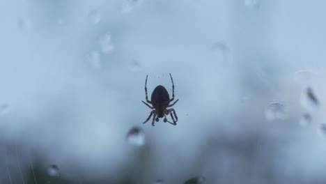 tiro macro de pequeña araña tejedora cruzada moviéndose en cámara lenta