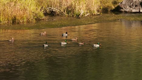 flock of dabbling mallard ducks at the river in black canyon of the gunnison national park in colorado, united states