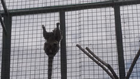 A-monkey-perched-on-the-bars-of-the-cage-against-the-backdrop-of-a-window-and-sky