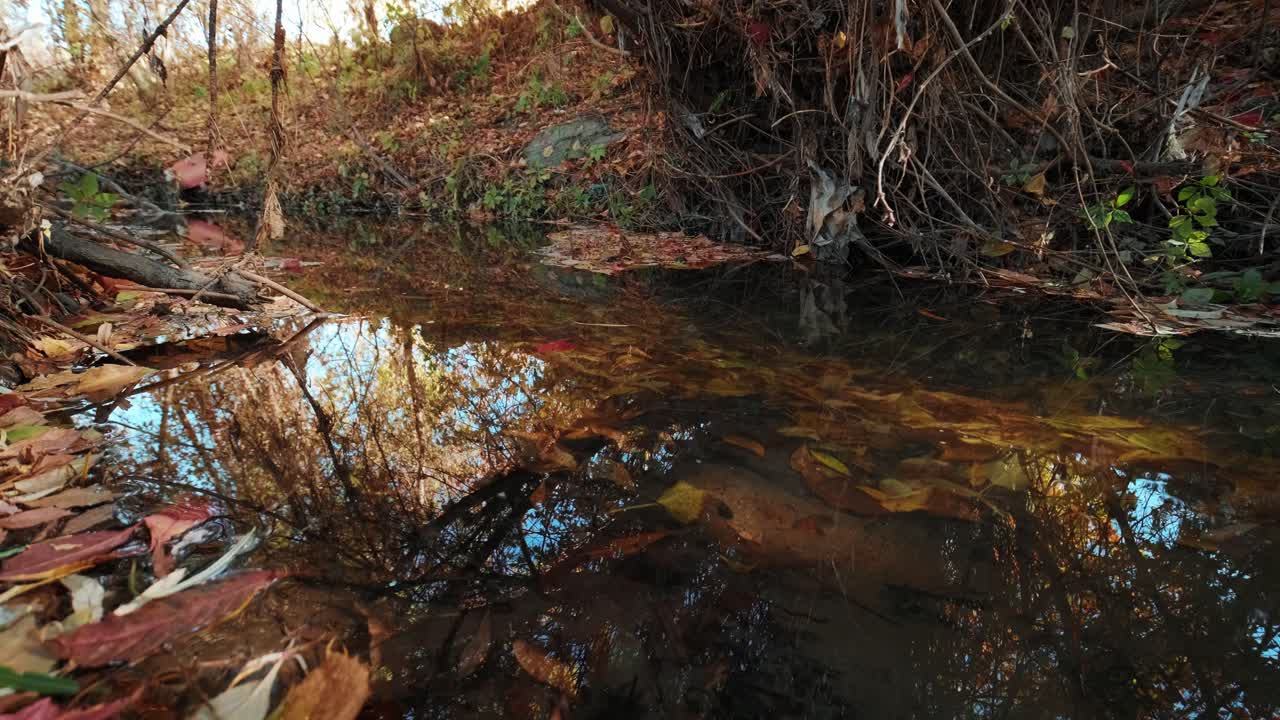 una foto de un arroyo de montaña con agua cristalina corriendo en asombrosos bosques verdes